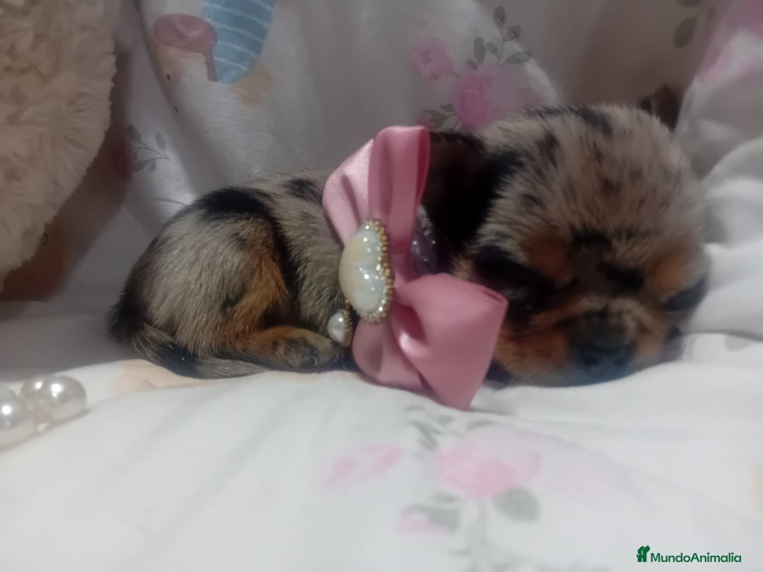 Chihuahua perros en venta: ‼️‼️Chihuahuas muy cariñosos tamaño mini  - Imagen 1