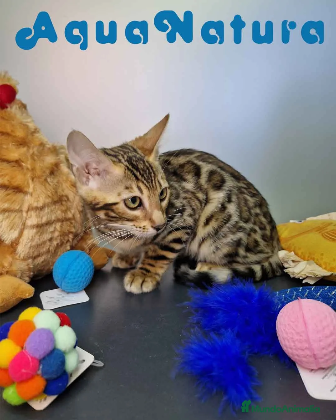 Bengalí gatos en venta: Bengali Hembra 4607 AQUANATURA - Anuncio 6