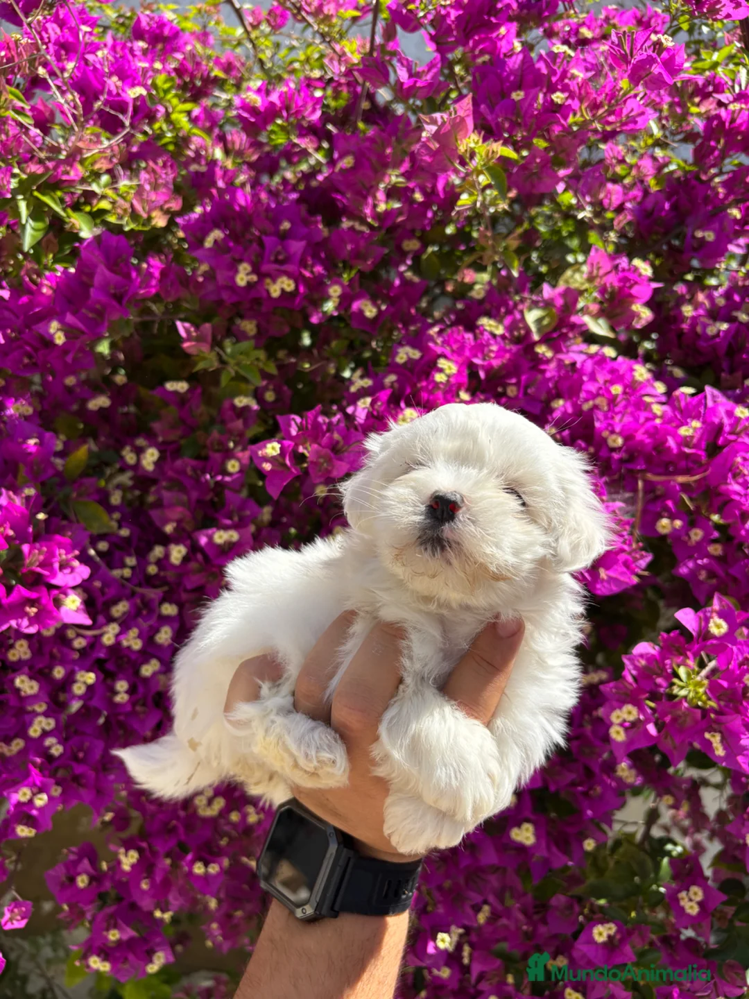 Bichón Maltés perros en venta: Bichon Maltés Toy  - Anuncio 2