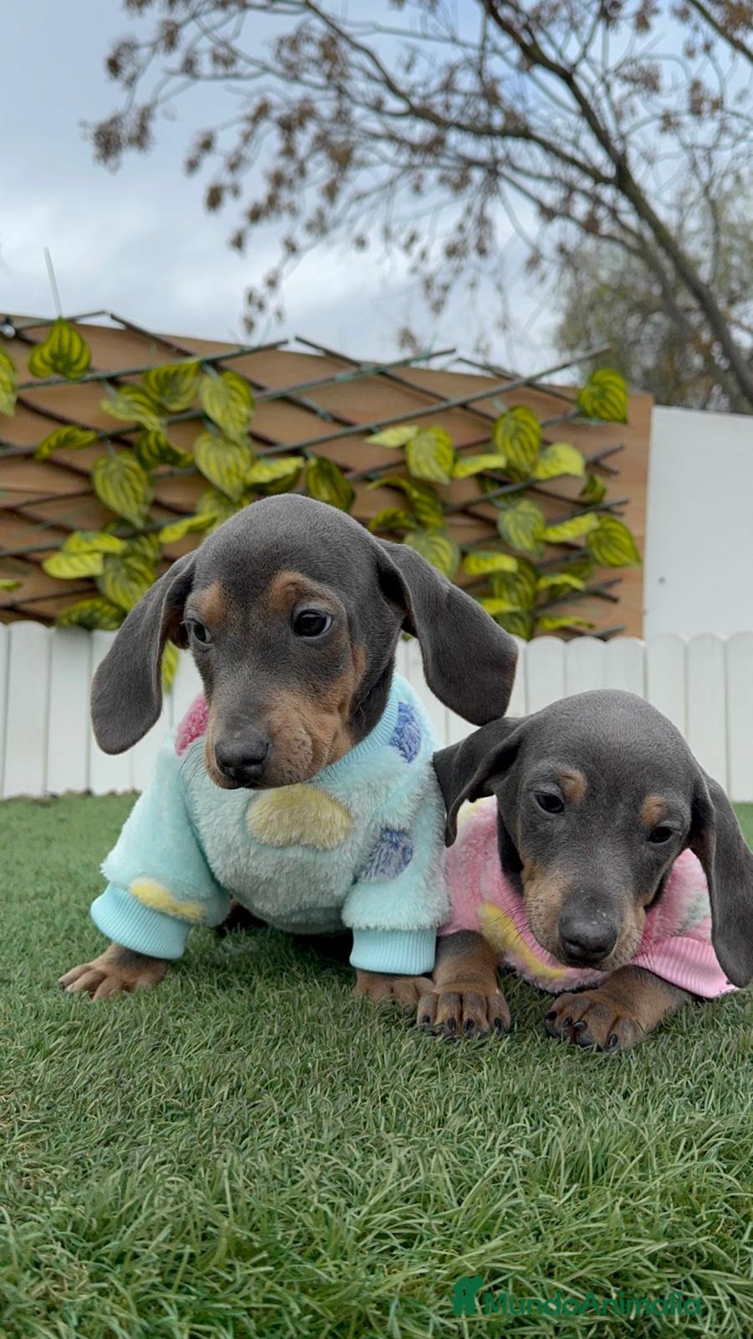 Teckel Miniatura perros en venta: TECKEL MINIATURA BLUE - Anuncio 4