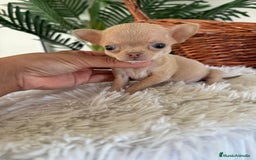 Chihuahua perros en venta: CHIHUAHUA HEMBRA - Imagen 4