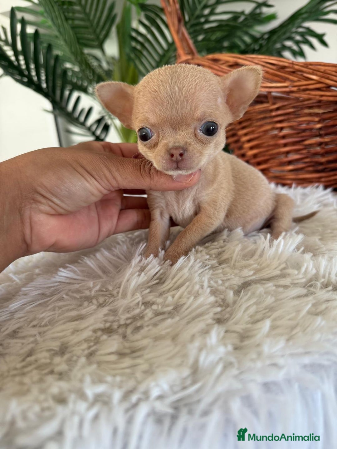 Chihuahua perros en venta: CHIHUAHUA HEMBRA - Imagen 4