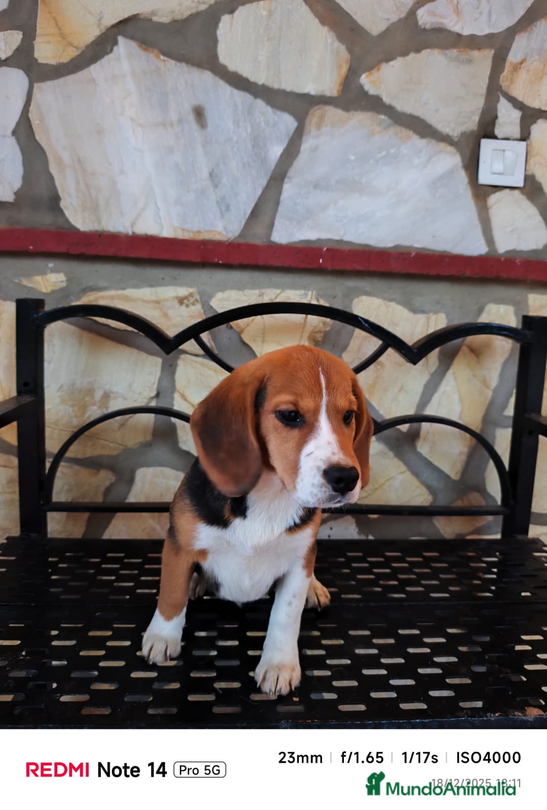 Beagle perros en venta: Cachorros de Beagle  - Anuncio 1
