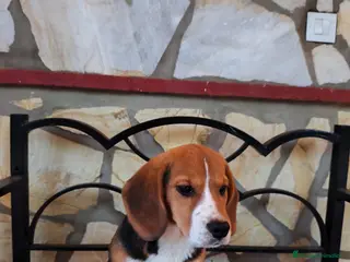 Beagle perros Cachorros de Beagle - Anuncio 7