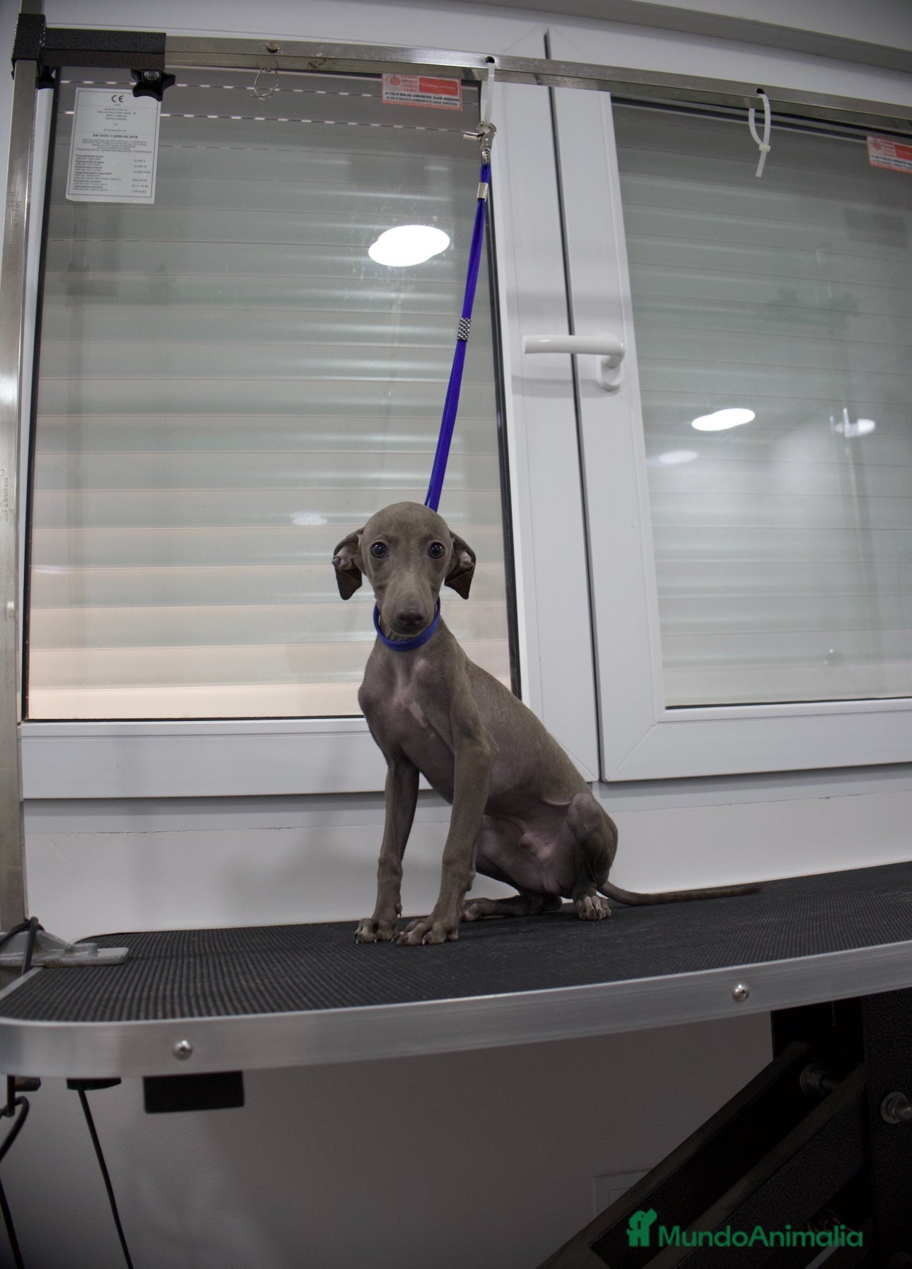 Pequeño Lebrel Italiano perros Elegancia en Azul - Piccolo Lebrel Italiano - Anuncio 1