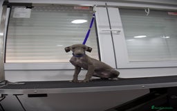 Pequeño Lebrel Italiano perros en venta: Elegancia en Azul - Piccolo Lebrel Italiano - Imagen 1