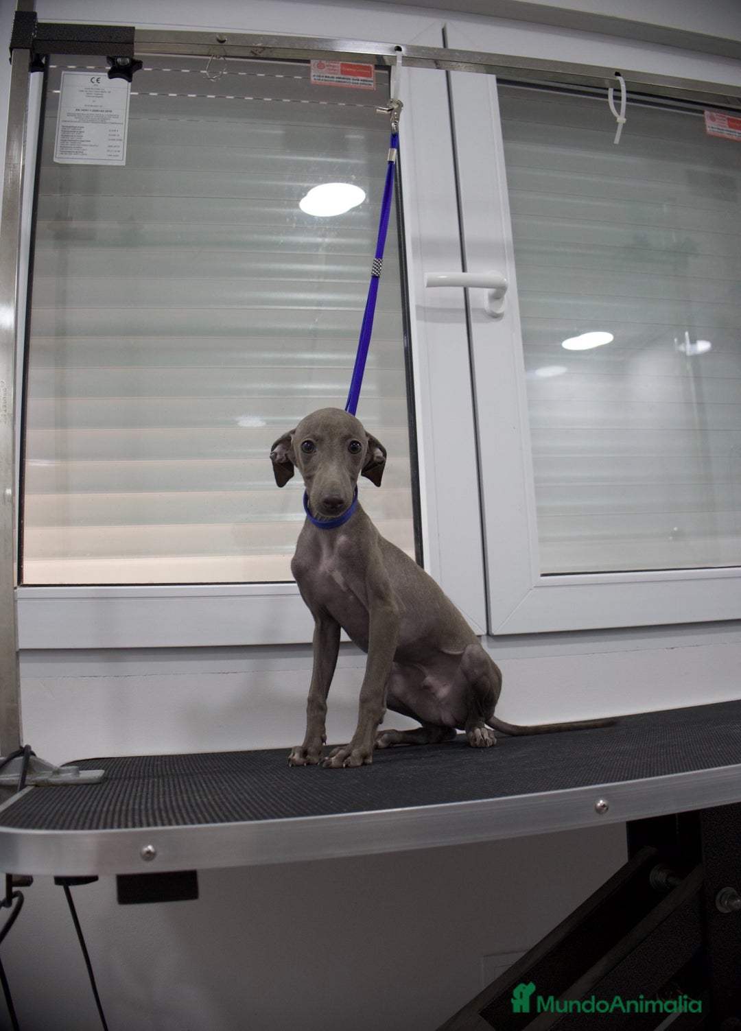 Pequeño Lebrel Italiano perros en venta: Elegancia en Azul - Piccolo Lebrel Italiano - Imagen 1