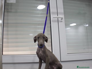 Pequeño Lebrel Italiano perros Elegancia en Azul - Piccolo Lebrel Italiano - Anuncio 7