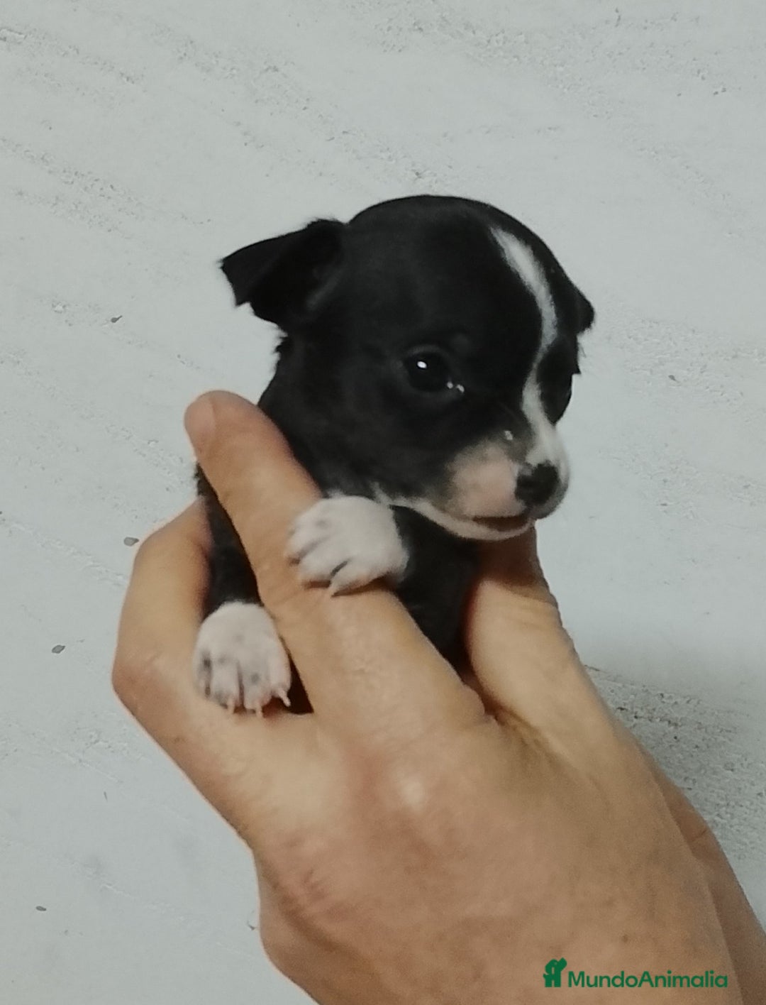 Chihuahua perros en venta: Chihuahua  - Anuncio 4