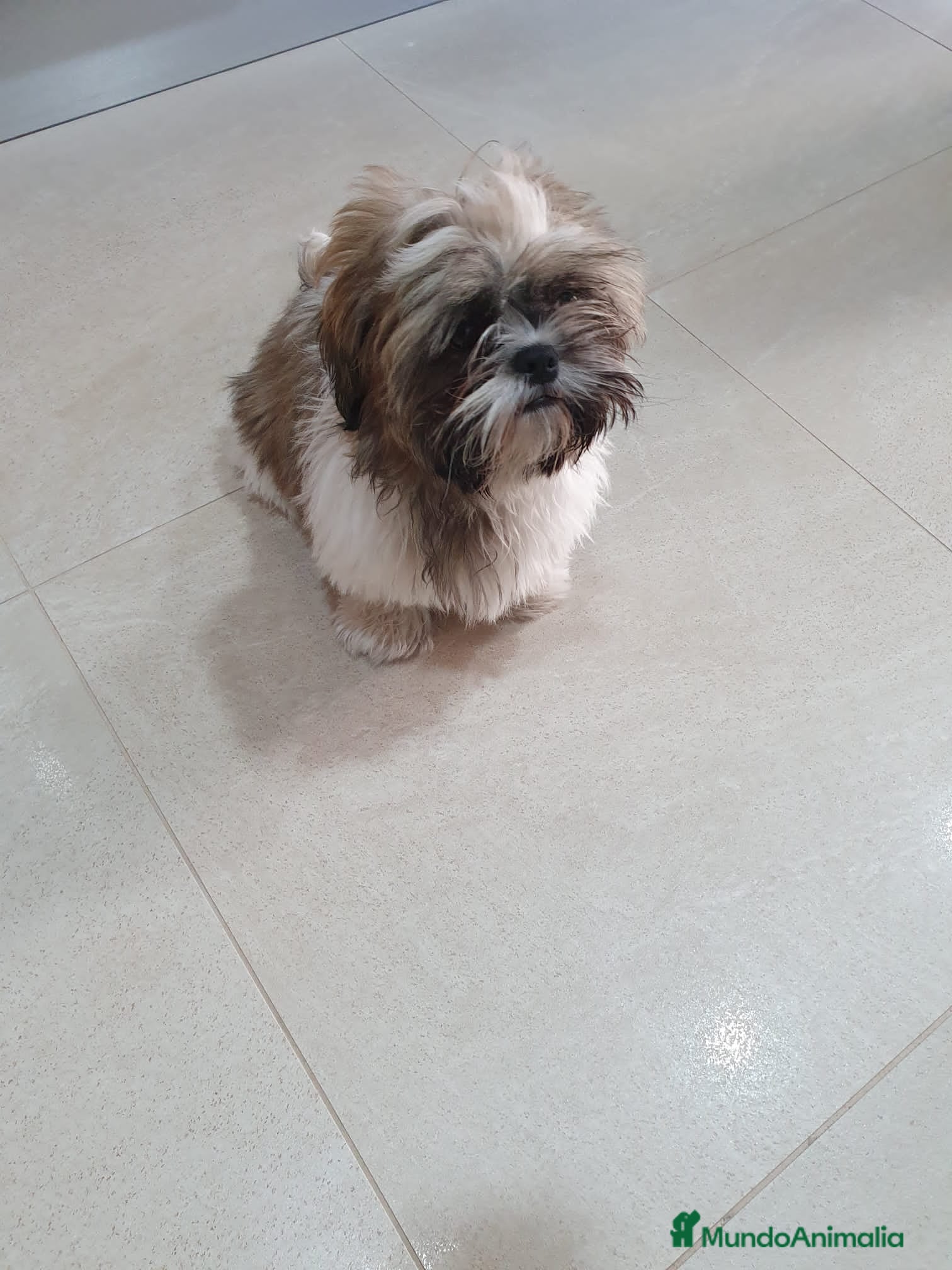 Shih Tzu perros shih tzu del valle caprice - Anuncio 3