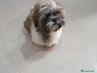 Shih Tzu perros shih tzu del valle caprice - Anuncio 3