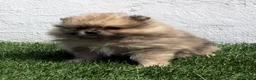 Pomerania perros en venta: Pomerania - Anuncio 2