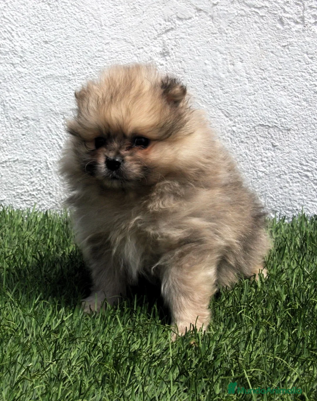 Pomerania perros en venta: Pomerania - Anuncio 2
