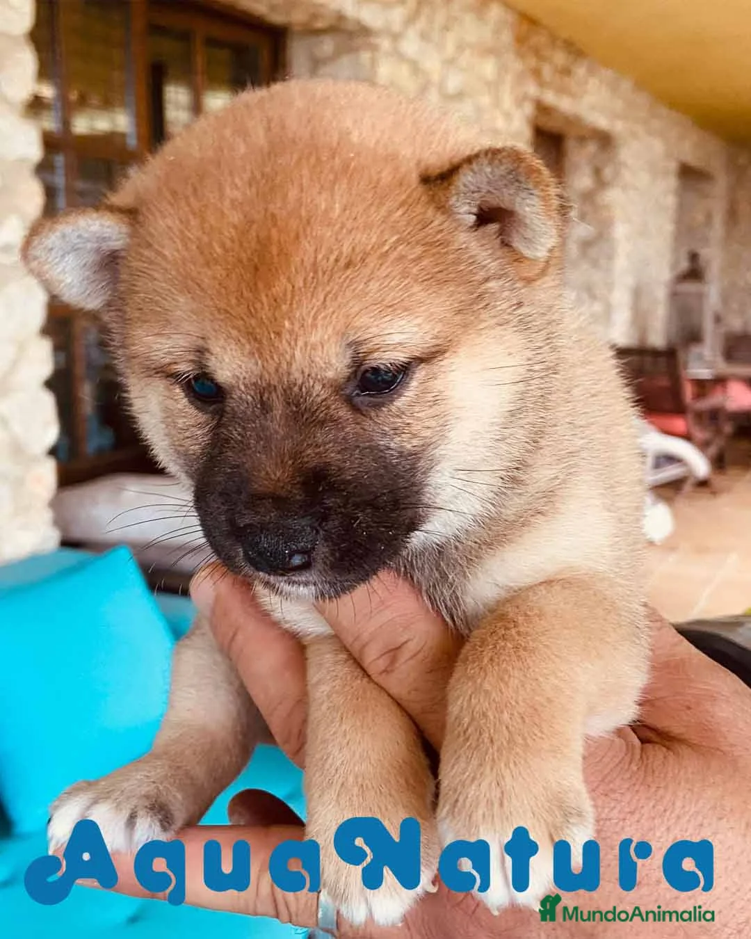Shiba Inu perros en venta: Shiba Inu Hembra 1 de Magy - AQUANATURA en Barcelona - Anuncio 7