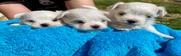 Bichón Maltés perros en venta: BICHÓN MALTES HEMBRITA - Anuncio 3