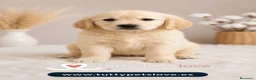 Golden Retriever perros en venta: Golden Retriever Macho | Financiación Disponible - Anuncio 1