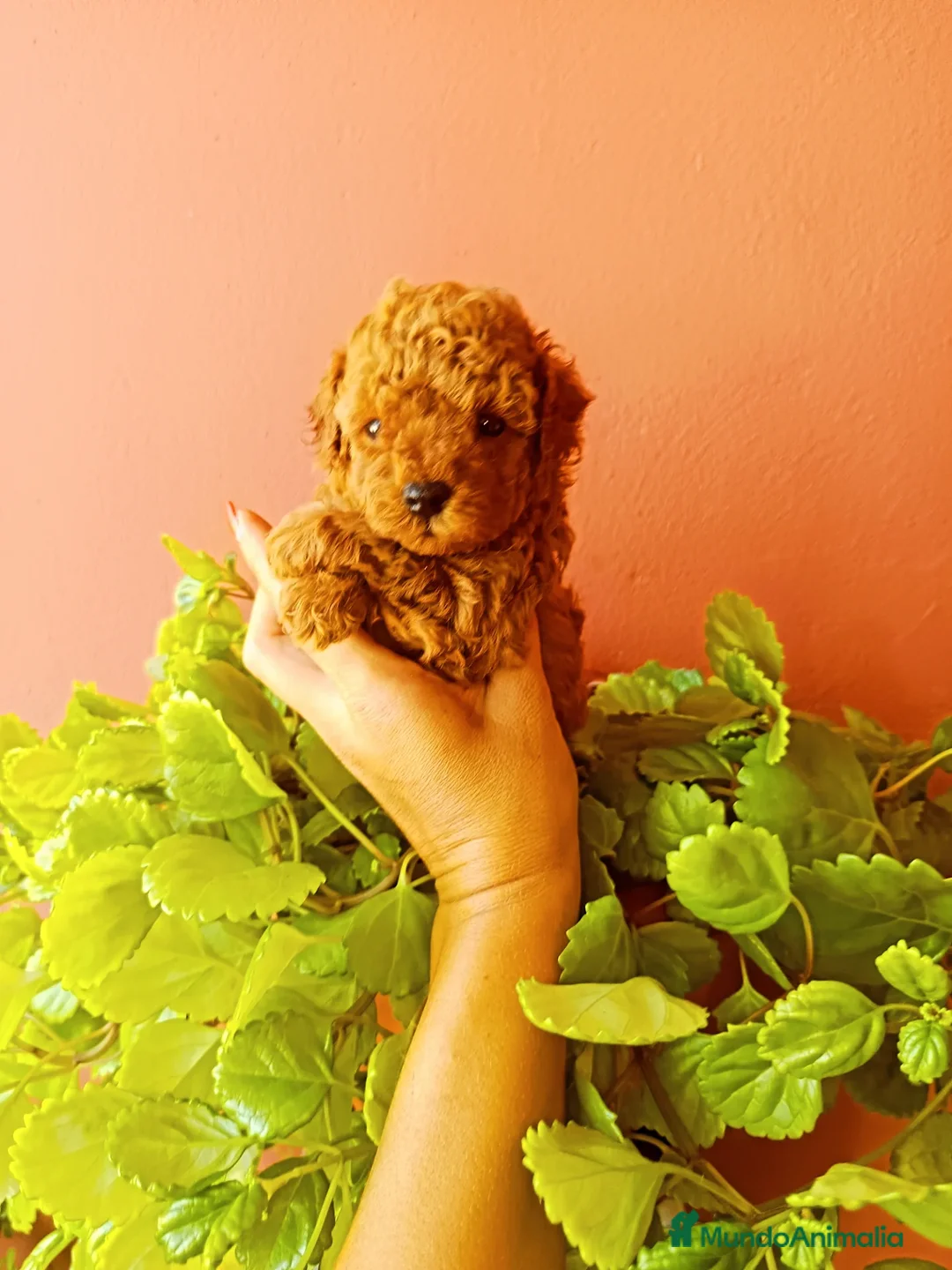 Caniche Toy perros en venta: Caniche tacita de té - Anuncio 3