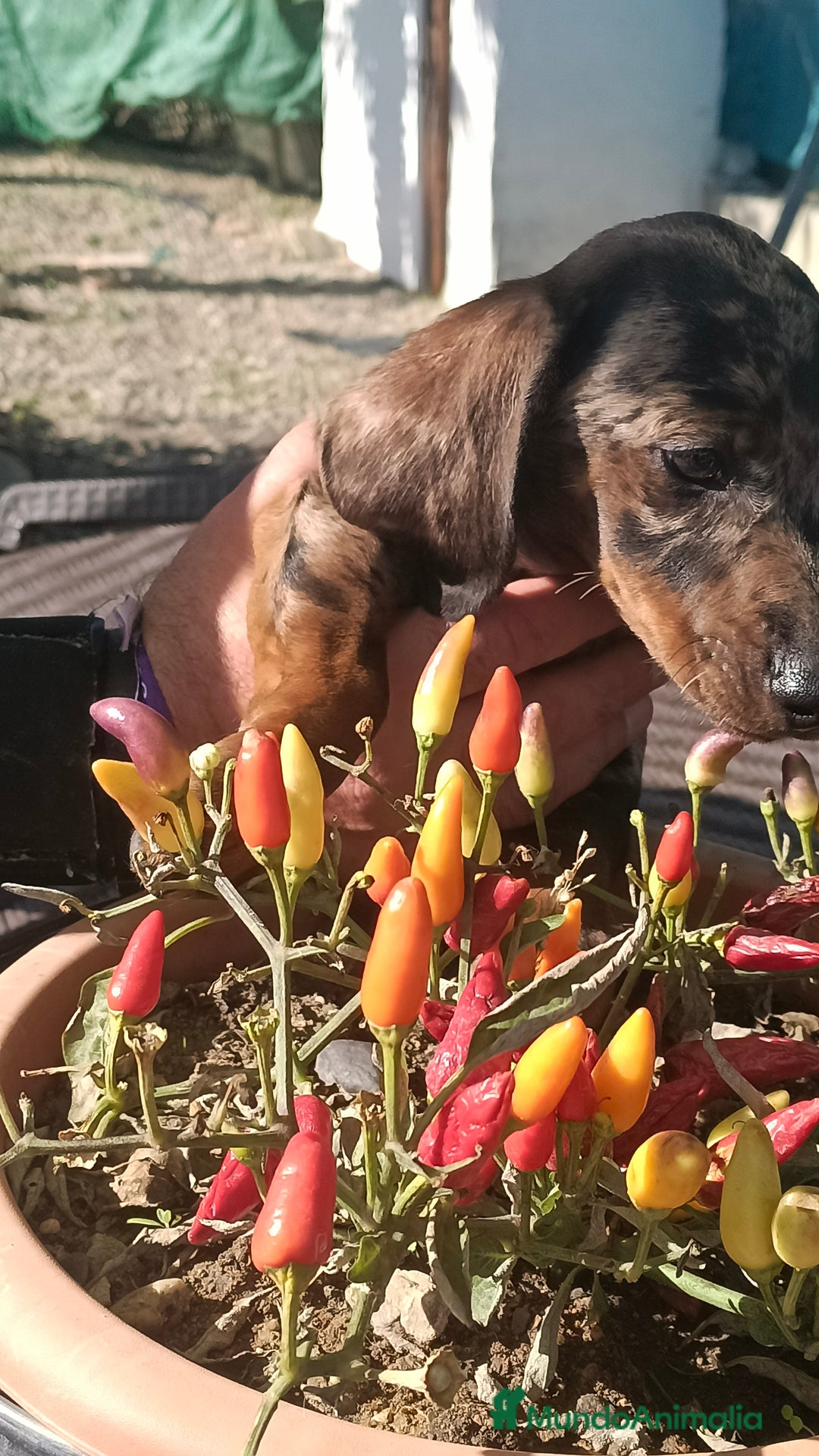 Teckel perros en venta: Tekel  - Anuncio 2