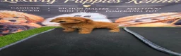 Caniche Toy perros en venta: Caniche toy 50% asiatico - Anuncio 3