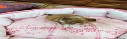 Chihuahua perros en venta: CHIHUAHUA TOY  - Anuncio 7