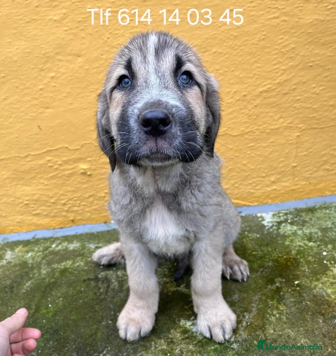 Mastín Español perros Mastín español  - Anuncio 1