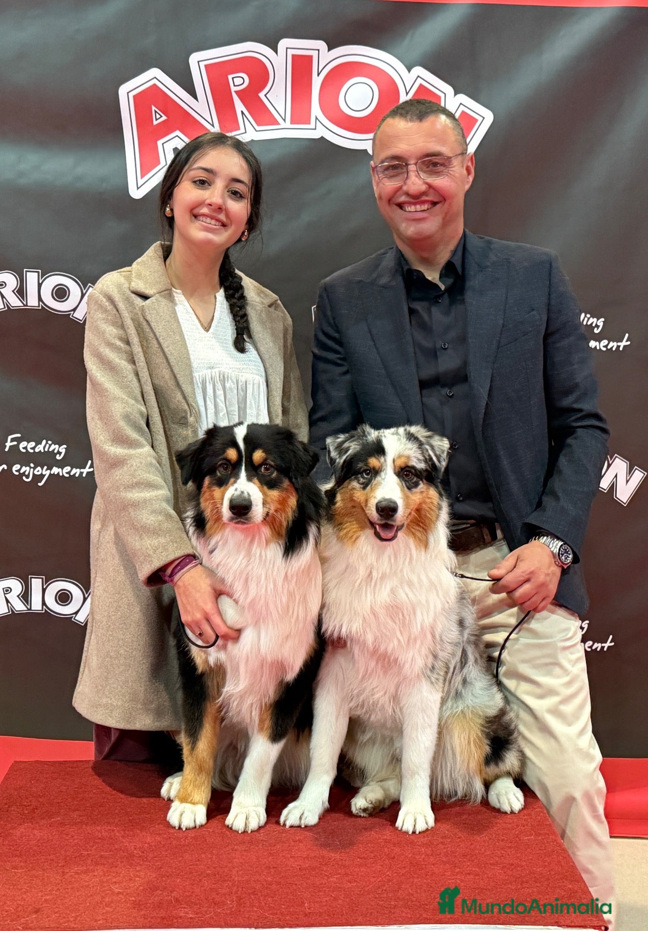 Pastor Australiano perros en venta: Cachorros Pastor Australiano  - Anuncio 1