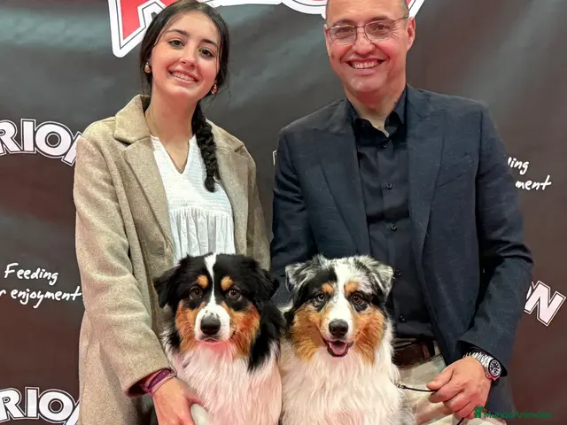 Pastor Australiano perros en venta: Cachorros Pastor Australiano - Anuncio 1