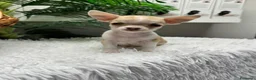 Chihuahua perros en venta: CHIHUAHUA HEMBRA - Anuncio 17
