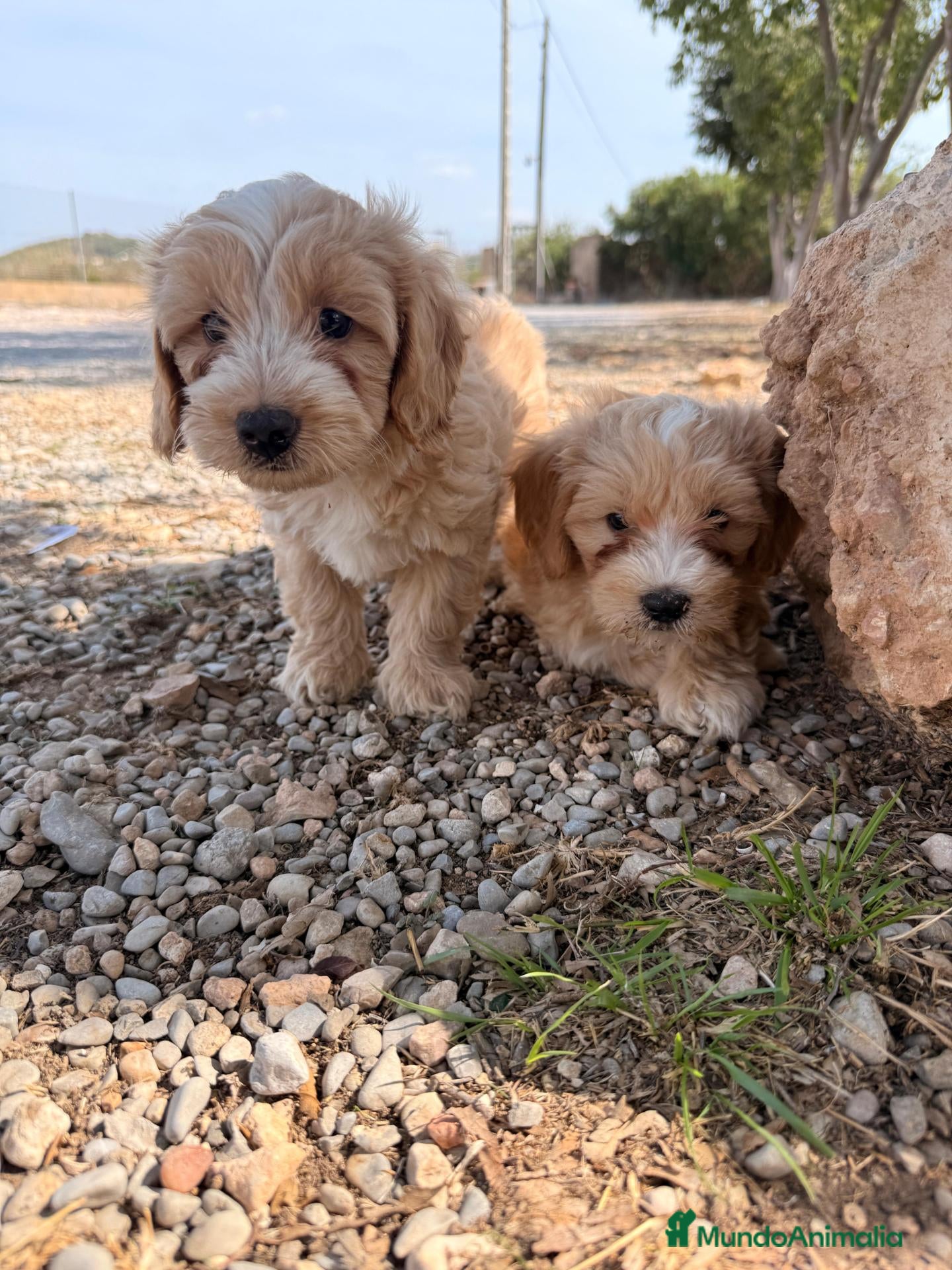 Maltipoo perros MALTIPOO - 🧡 CACHORROS DISPONIBLE - Anuncio 1