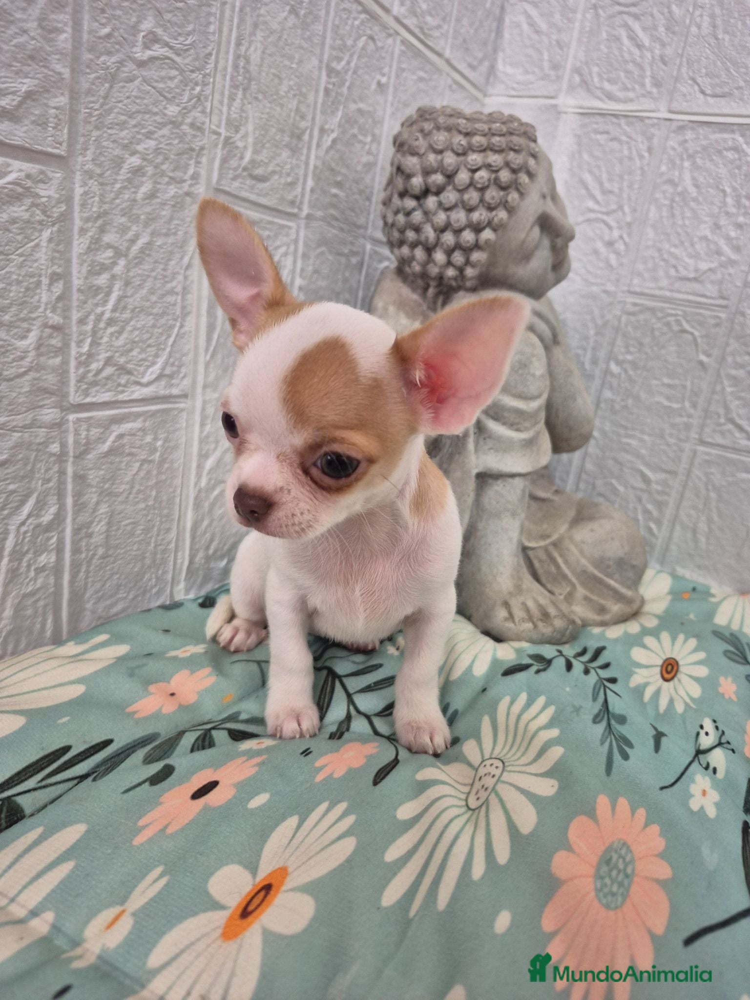 Chihuahua perros Chihuahua ❤️ 🐾 - Anuncio 1