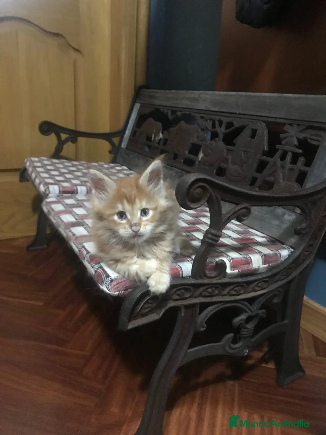 Maine Coon gatos en venta: Adorables macho y hembra Mainecoon en Madrid - Anuncio 6
