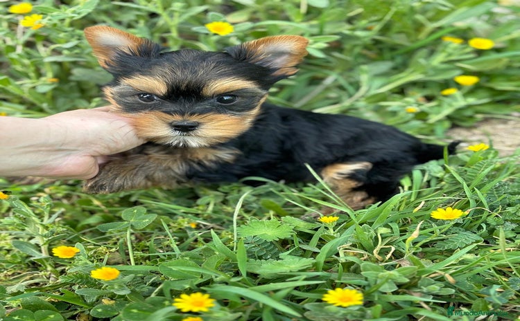 Yorkshire Terrier perros - Propaganda 1