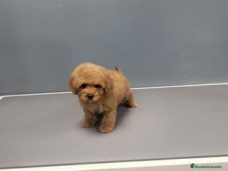 Caniche Enano perros Caniches en Barcelona - Anuncio 19