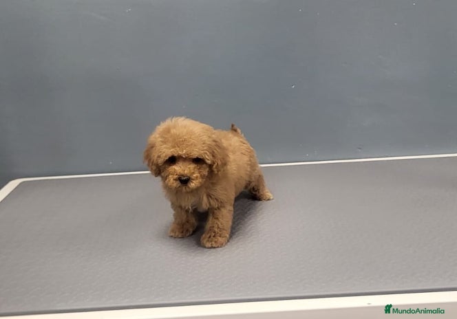 Caniche Enano perros en Barcelona - Anuncio 11