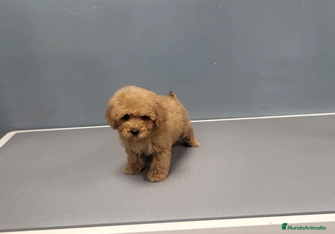 Caniche Enano perros en venta: Caniches en Barcelona - Anuncio 1