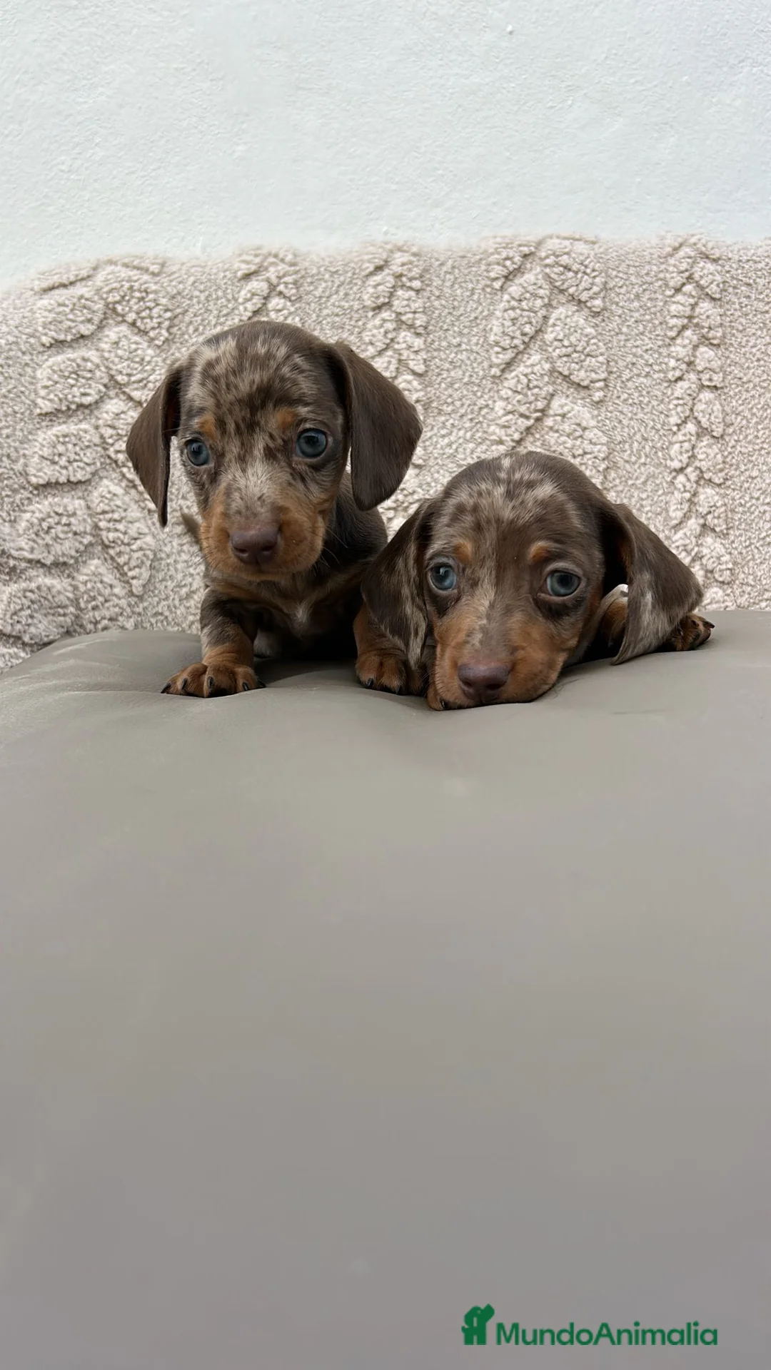 Teckel Miniatura perros en venta: Teckel kanichen macho Merle chocolate  - Anuncio 2