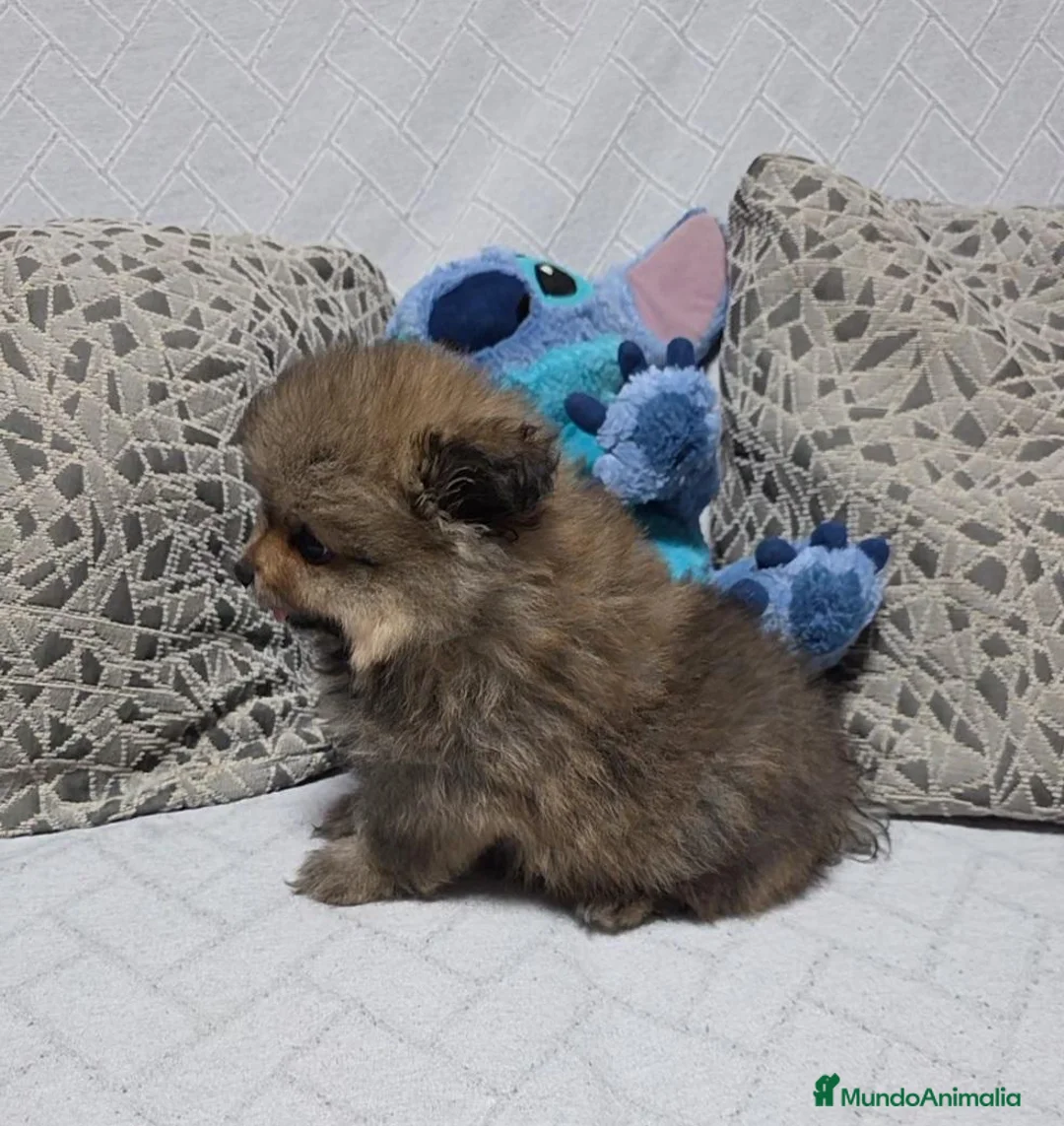 Pomerania perros en venta: Preciosa Osita Lulú  - Anuncio 2