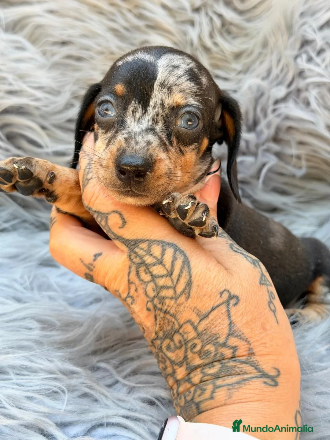 Teckel Miniatura perros en venta: TECKEL MINIATURA ARLEQUIN - Anuncio 11