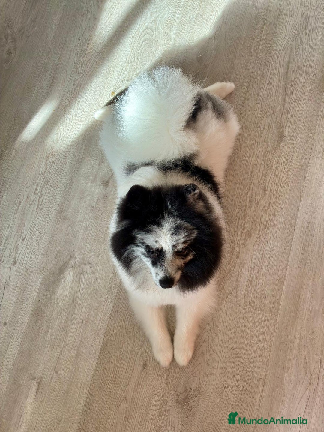 Pomerania perros en venta: Pomerañia - Anuncio 2