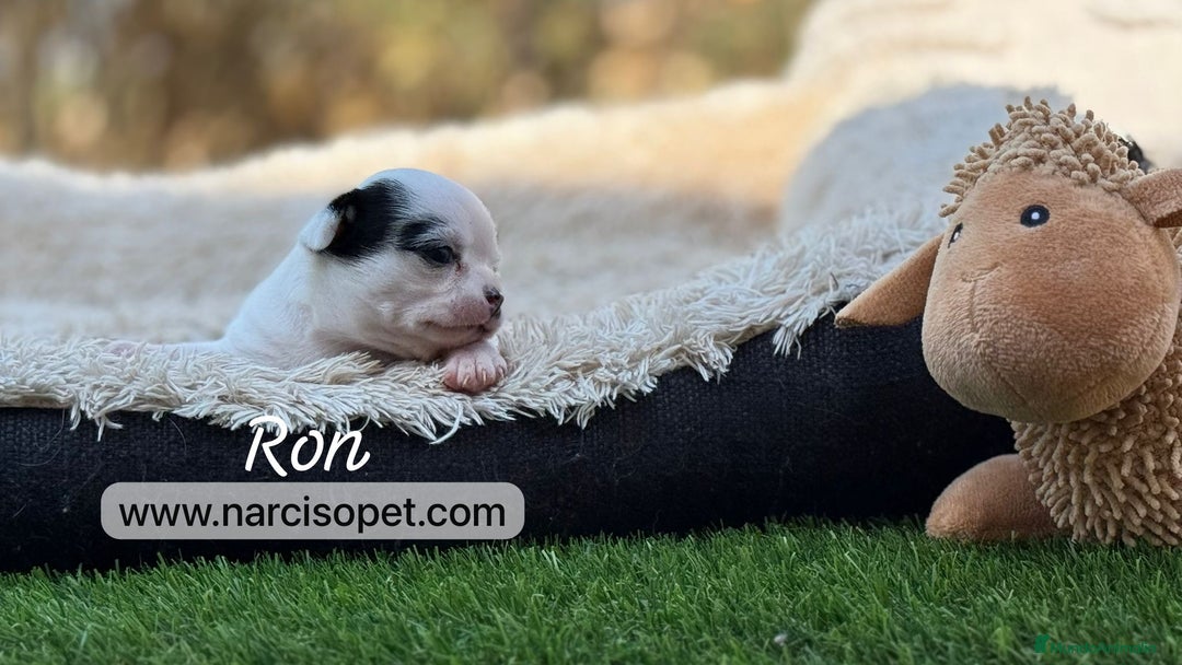 Chihuahua perros en venta: CHIHUAHUA TOY - Imagen 5