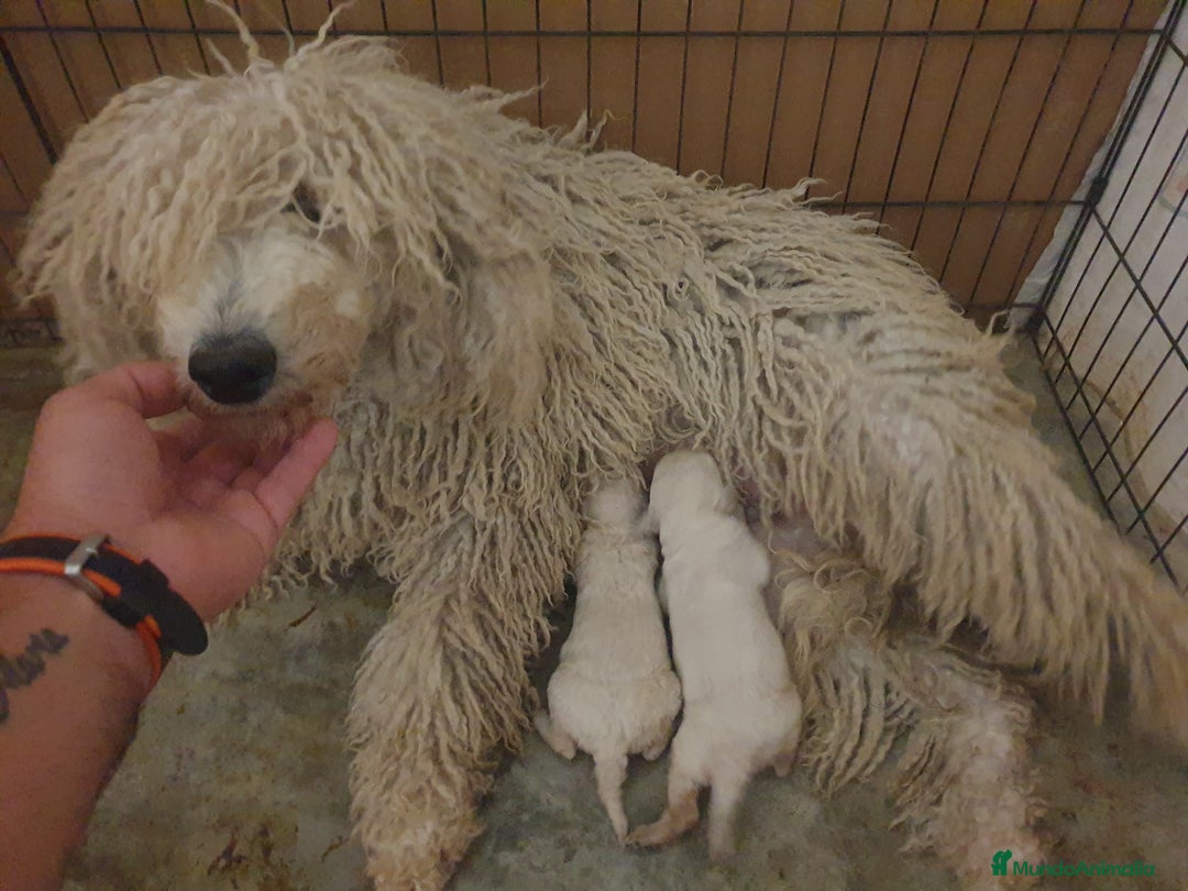 Caniche Gigante perros en venta: Caniche gigante con pedigree - Imagen 5