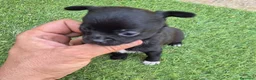 Chihuahua perros en venta: Chihuahua  - Anuncio 2