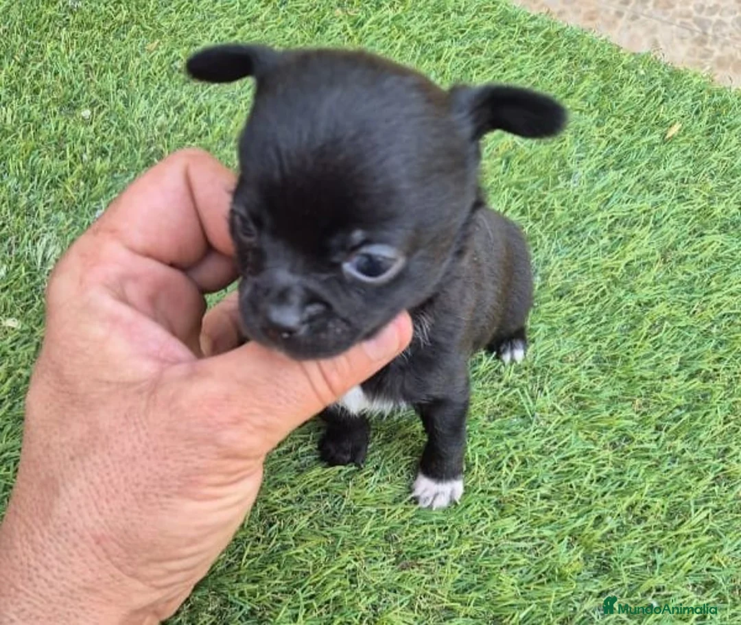 Chihuahua perros en venta: Chihuahua  - Anuncio 2