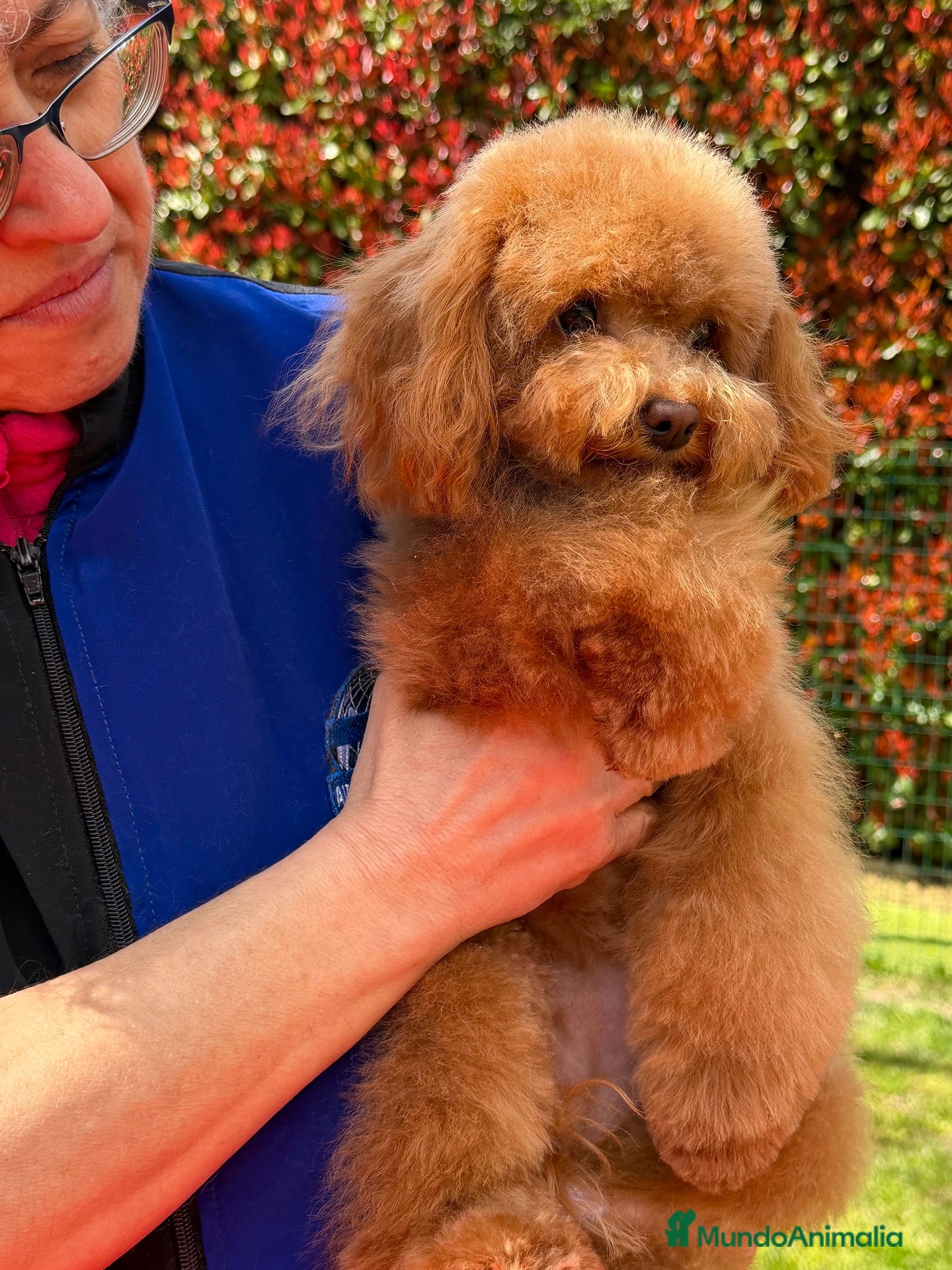 Caniche Toy perros Preciosa hembrita caniche toy 🧸  - Anuncio 2