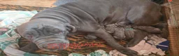 Mastín Napolitano perros en venta: Dogo Mastin Napolitano cachorro - Anuncio 7