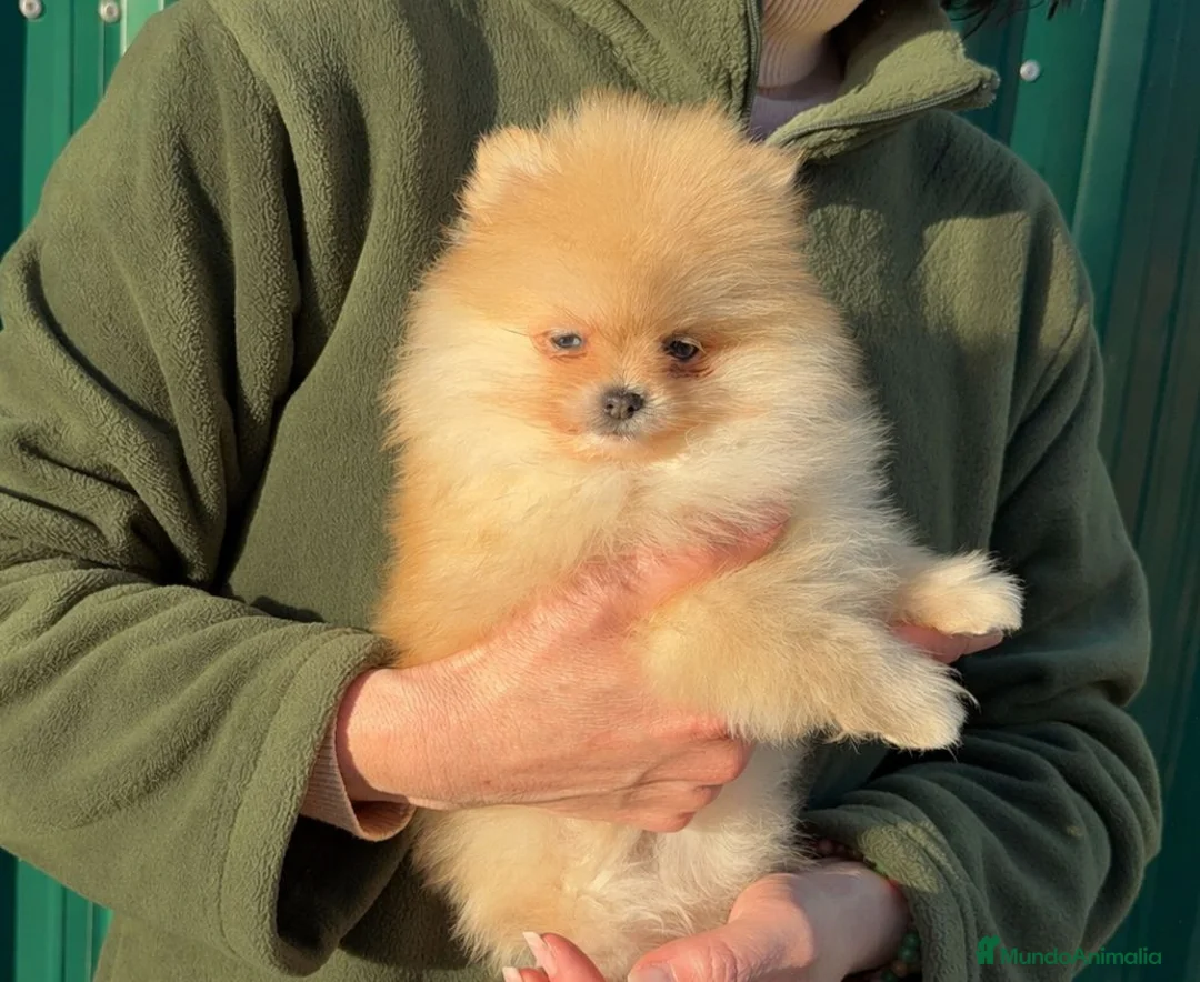 Pomerania perros en venta: Lulú de pomerania Macho y hembra en granada  - Anuncio 2