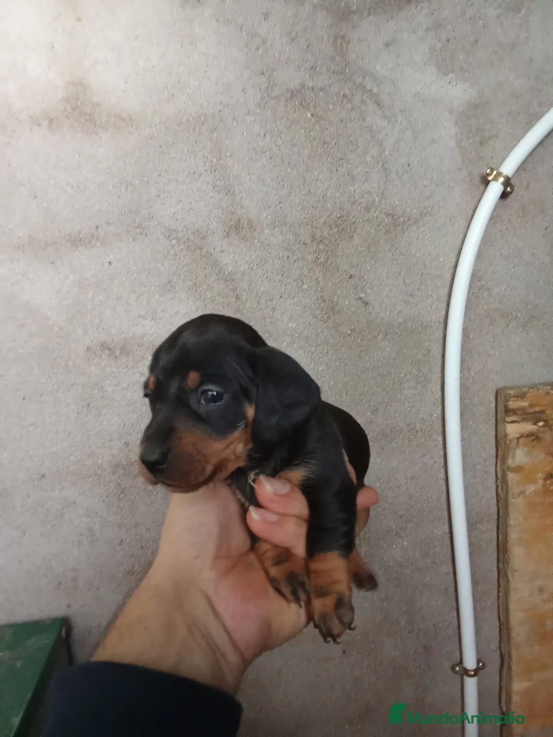 Teckel perros en venta: 🌟ÚLTIMA PAREJA DE TEKEL y Negros fuego🌟 - Anuncio 6