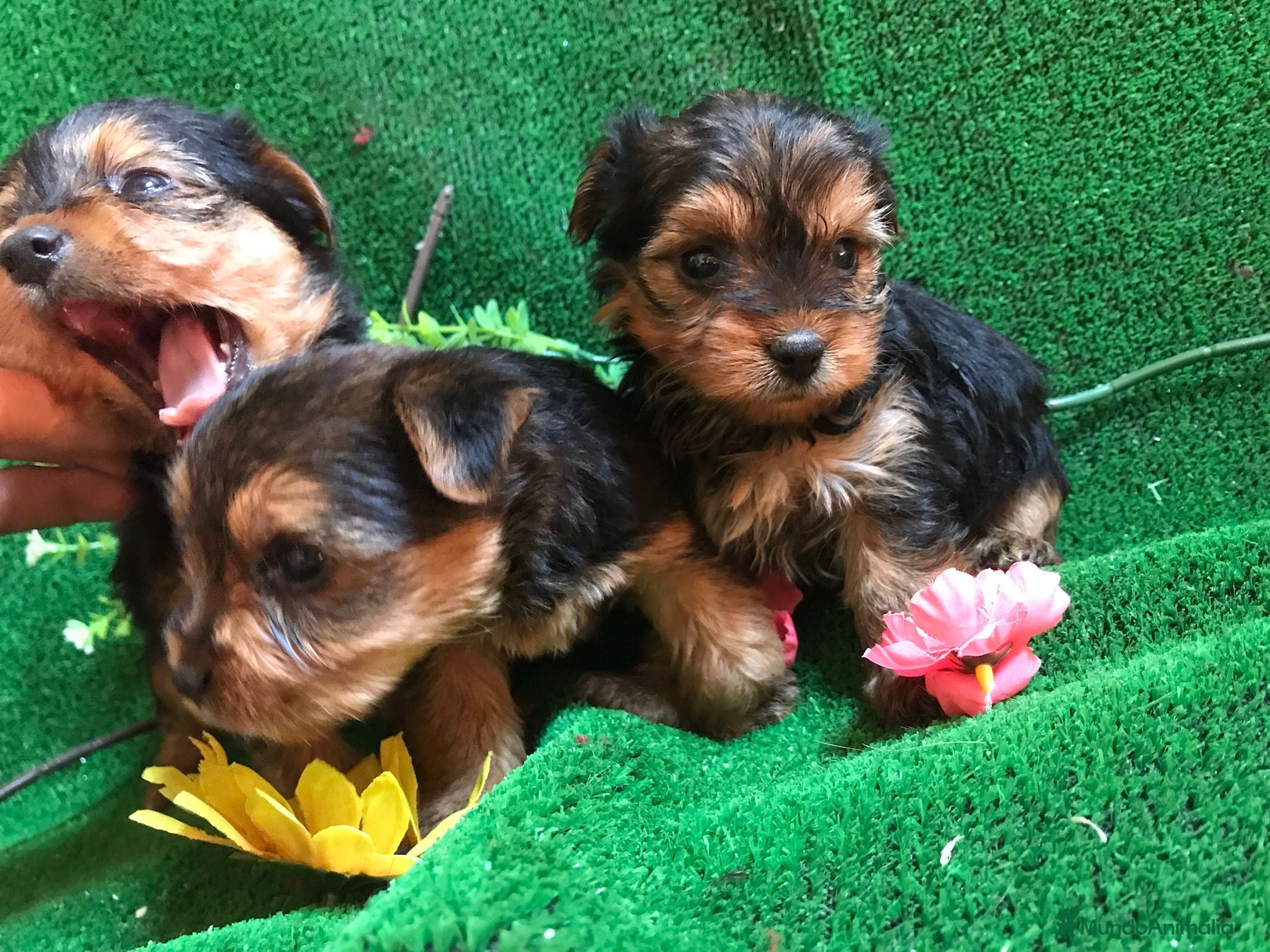 Yorkshire Terrier perros YORKSHIRE ////// GRAN SELECCIÓN CANINA  - Anuncio 2