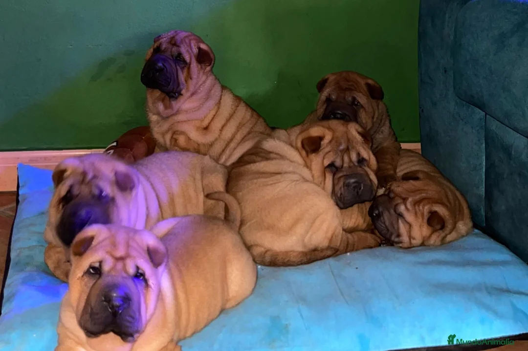Shar Pei perros en venta: BEBES SHAR PEI MAXIMA CALIDAD en Málaga - Anuncio 2