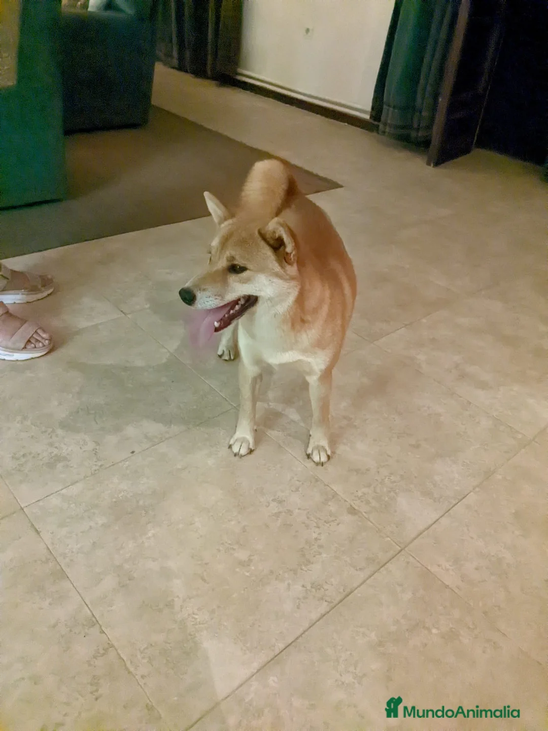 Shiba Inu perros en venta: Shiba inu adopción - Anuncio 2